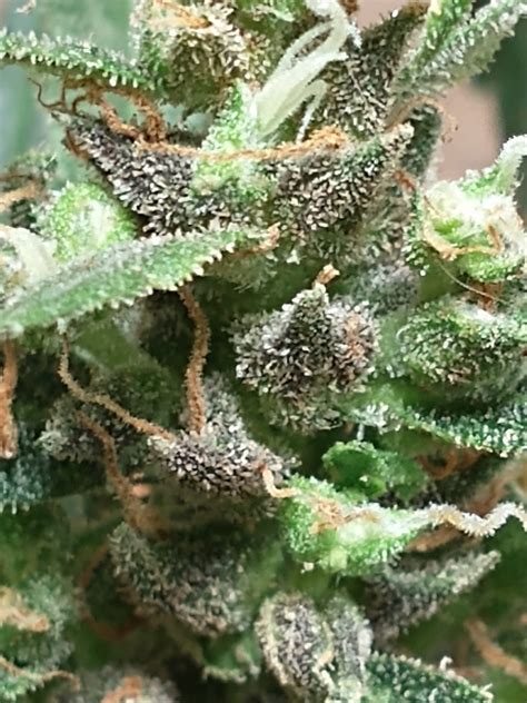 Unveiling the Secrets of the Black African Magic Weed Strain